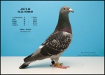 jelte-49.jpg