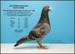 superschalie-808.jpg