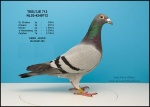 teeltje-712.jpg